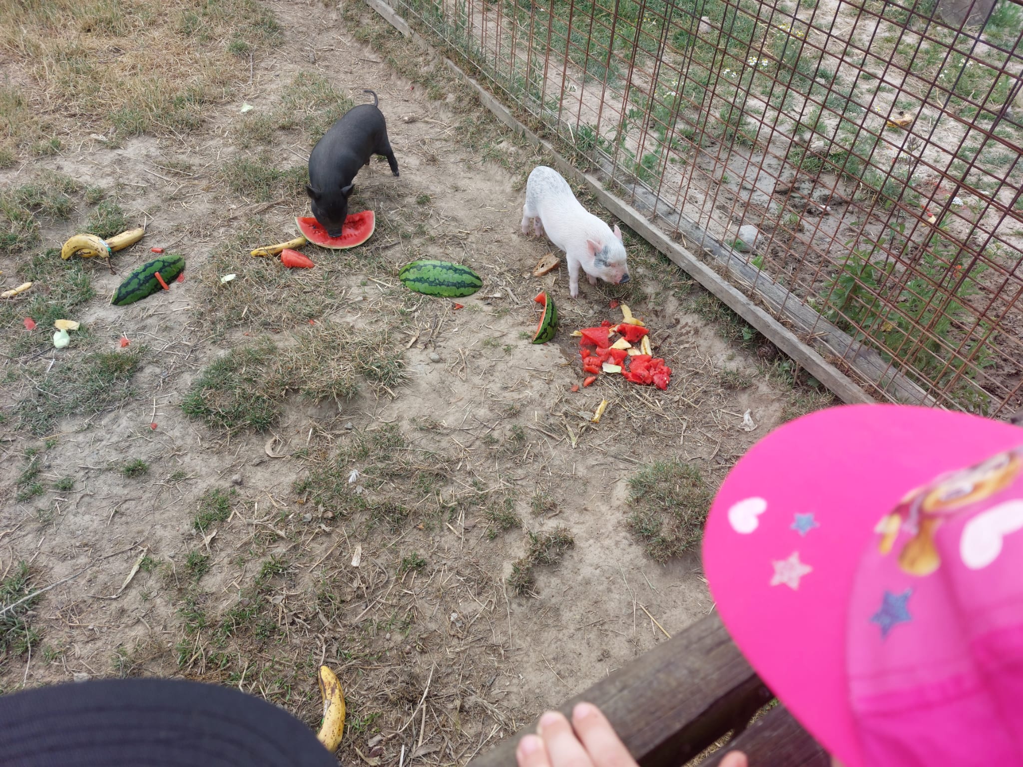 IMG-20230619-WA0052